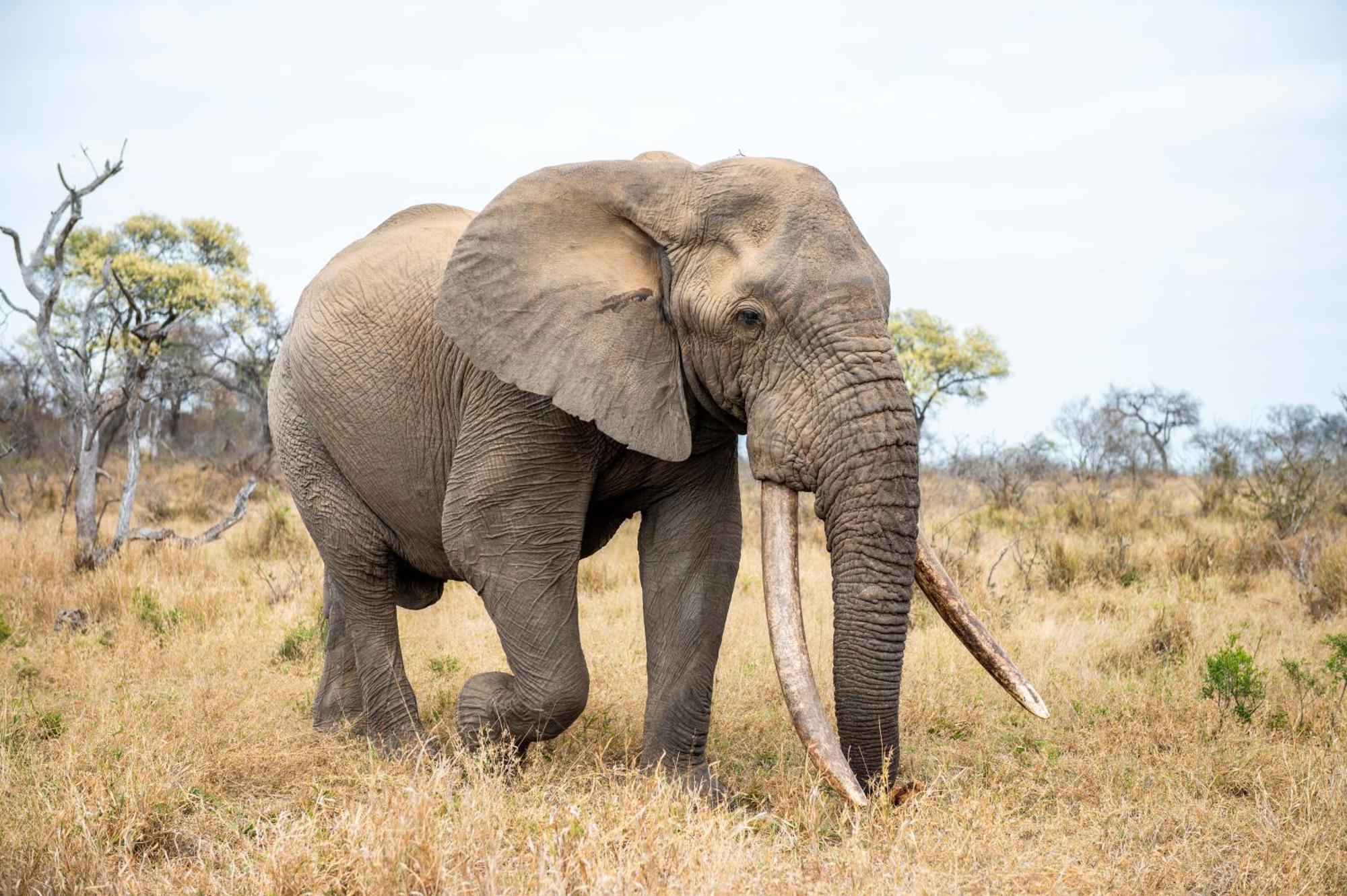 Tomo Safari Lodge Hoedspruit Buitenkant foto