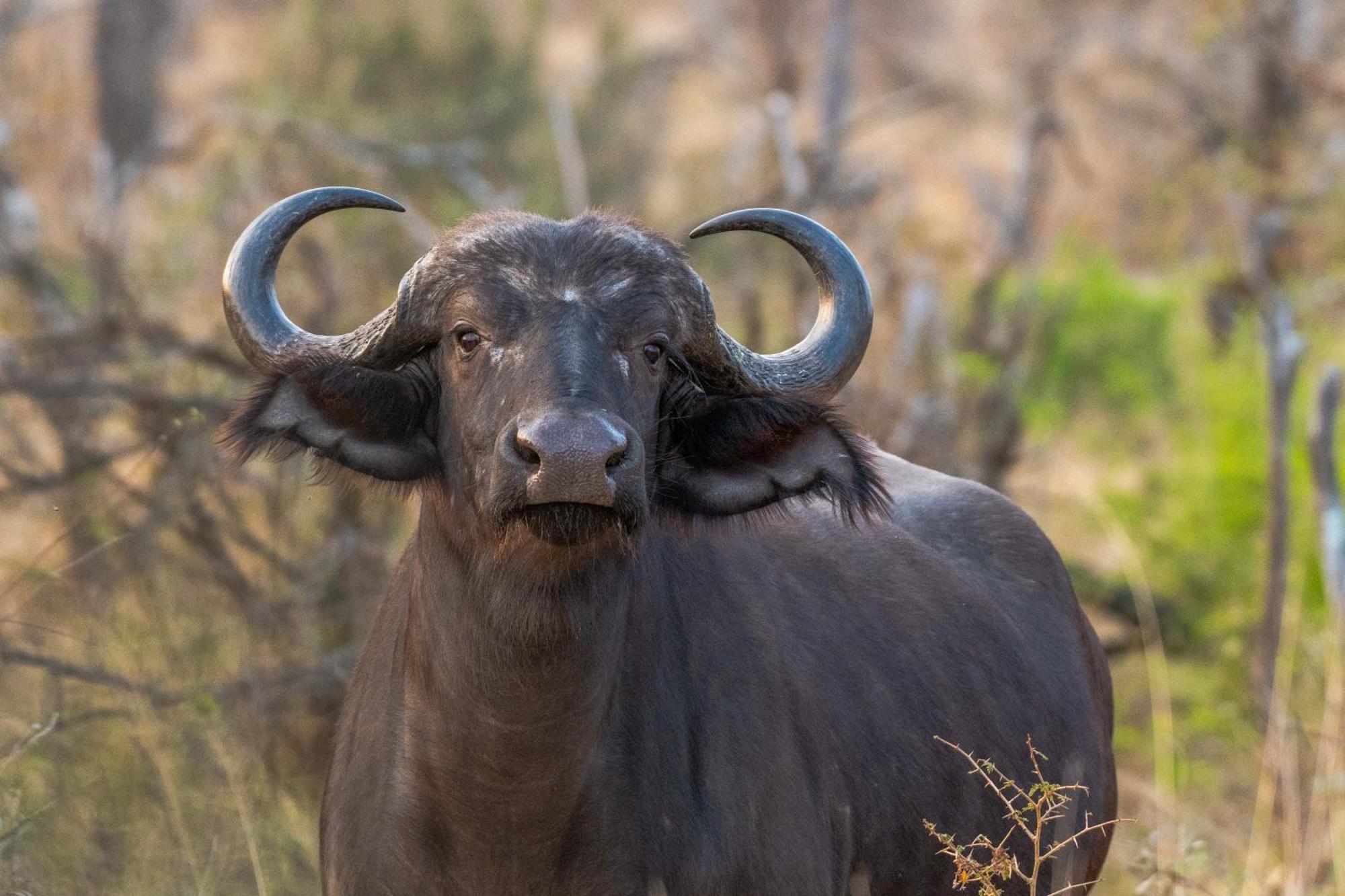 Tomo Safari Lodge Hoedspruit Buitenkant foto