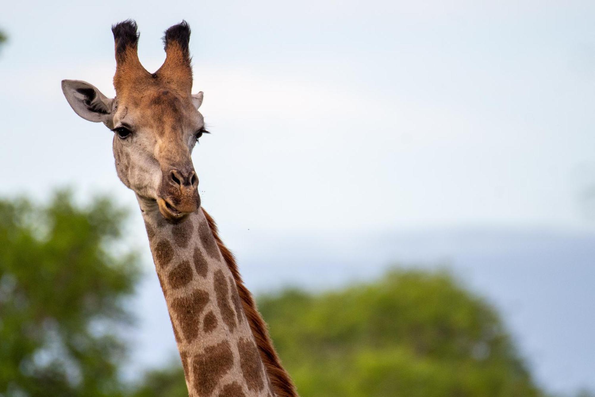 Tomo Safari Lodge Hoedspruit Buitenkant foto