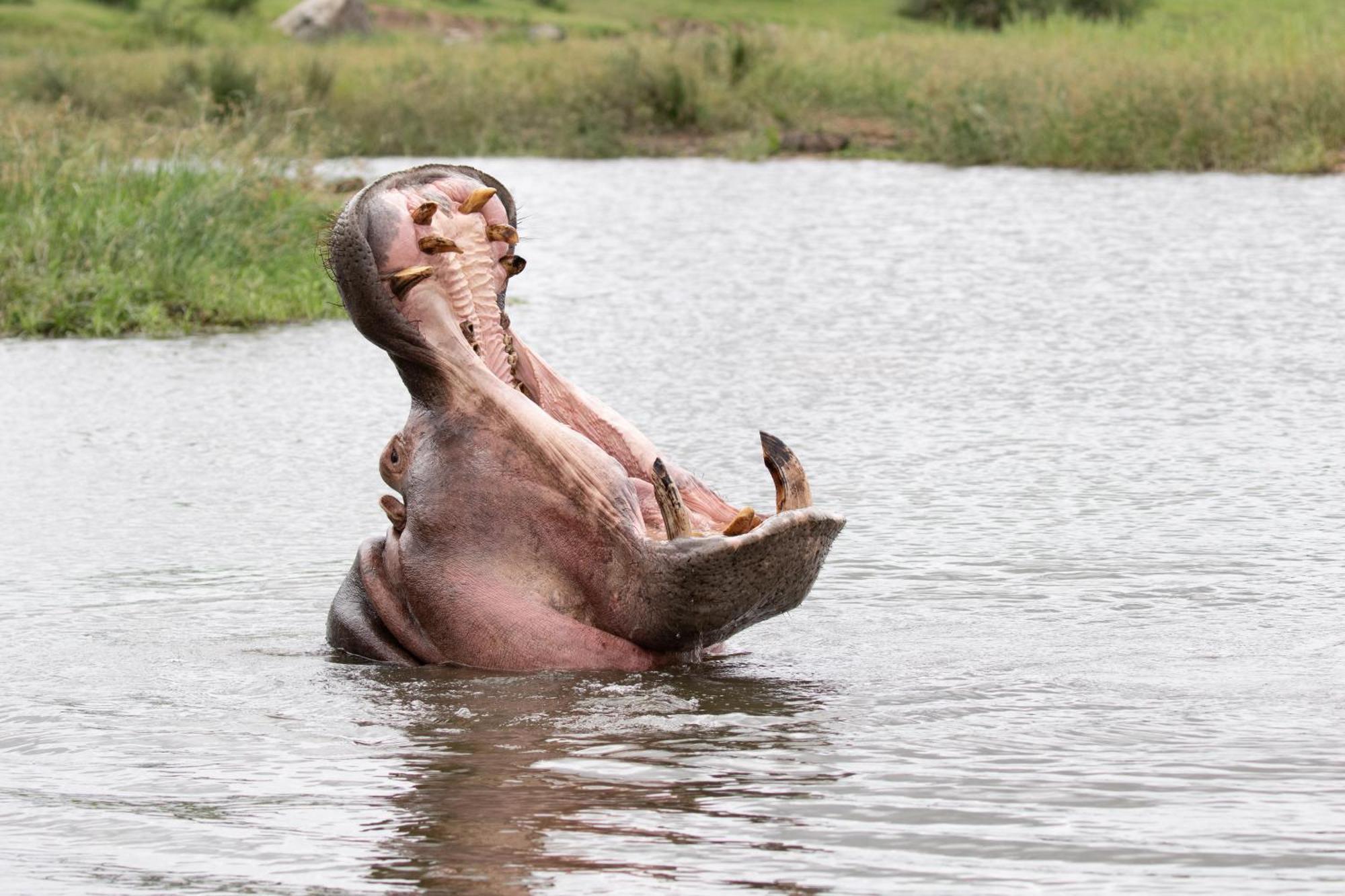 Tomo Safari Lodge Hoedspruit Buitenkant foto