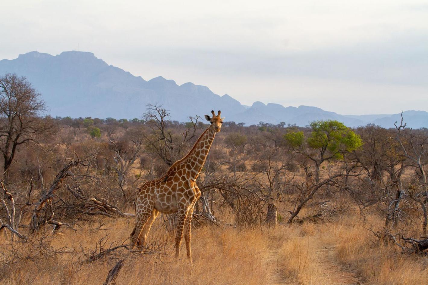 Tomo Safari Lodge Hoedspruit Buitenkant foto