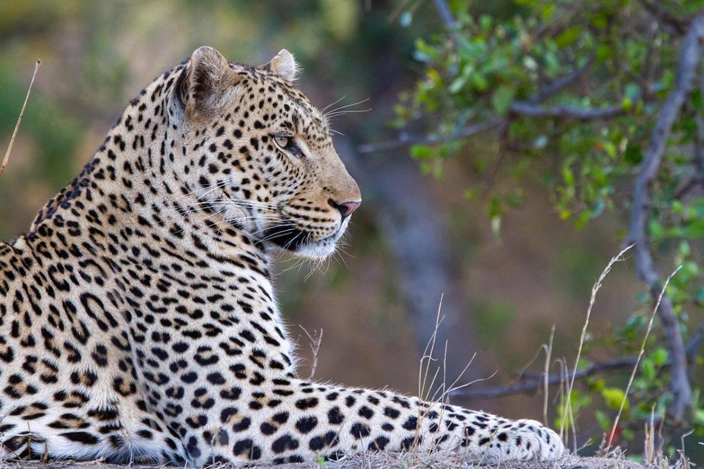 Tomo Safari Lodge Hoedspruit Buitenkant foto