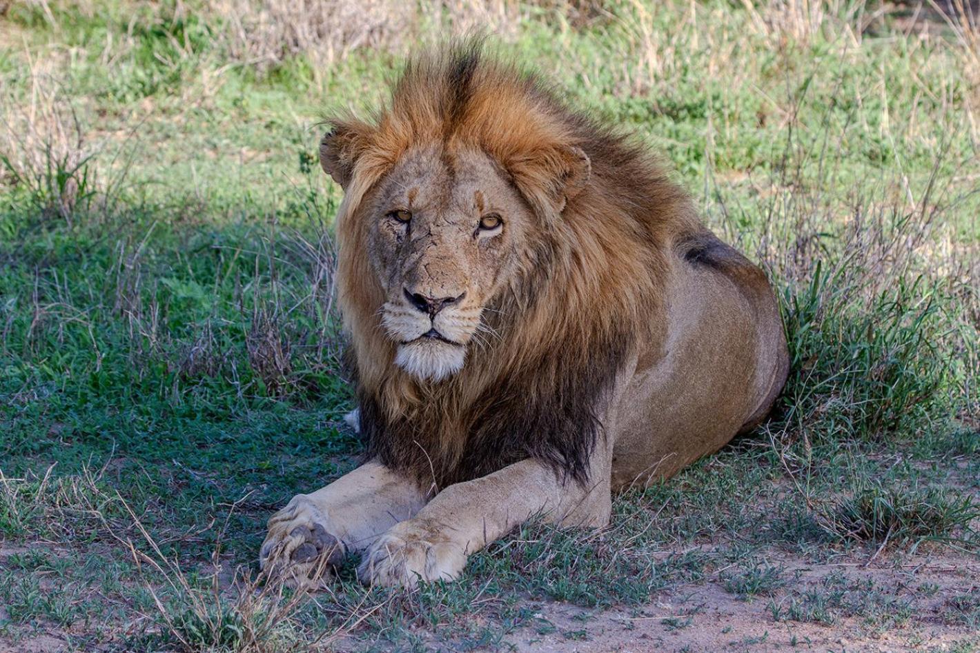 Tomo Safari Lodge Hoedspruit Buitenkant foto