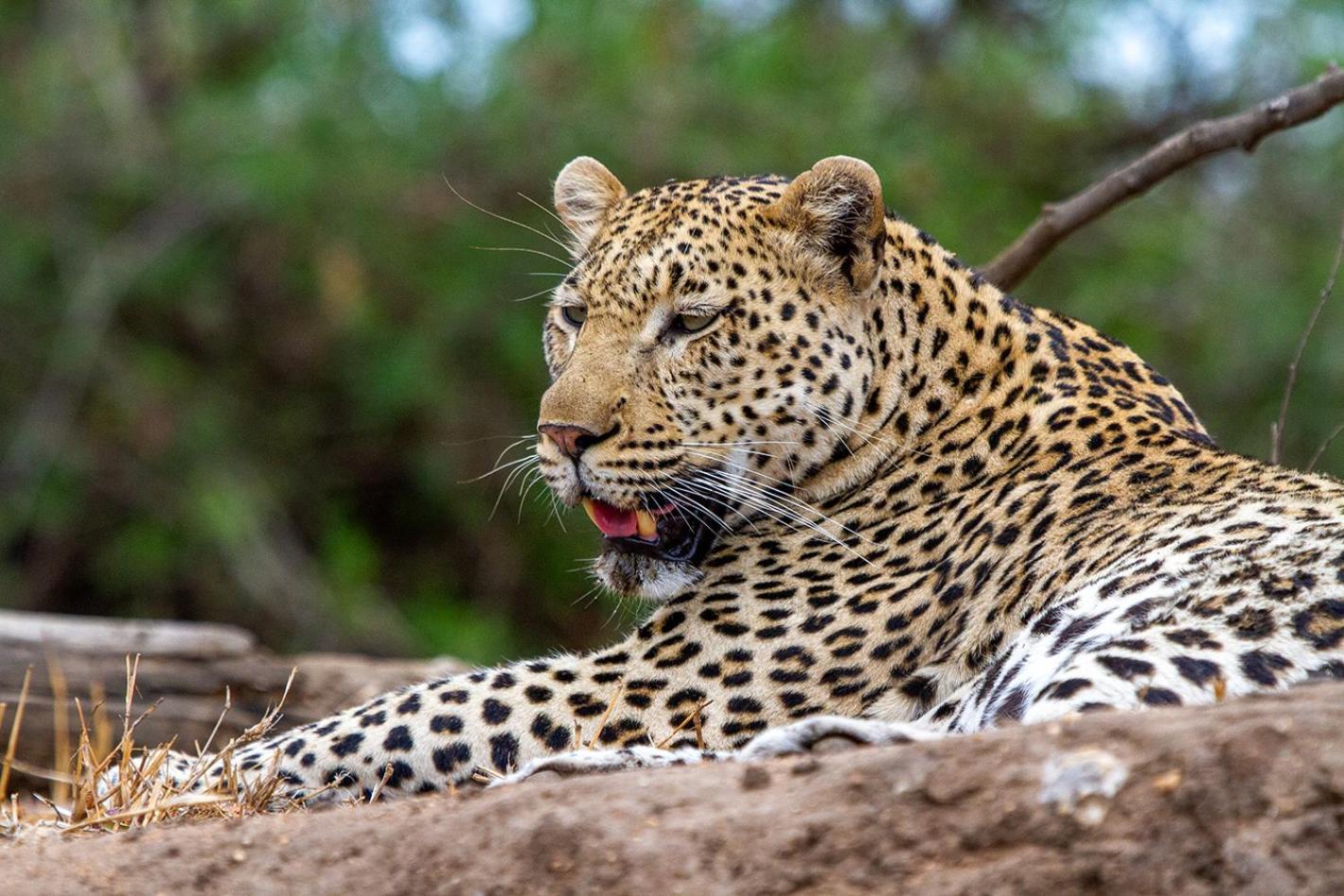 Tomo Safari Lodge Hoedspruit Buitenkant foto