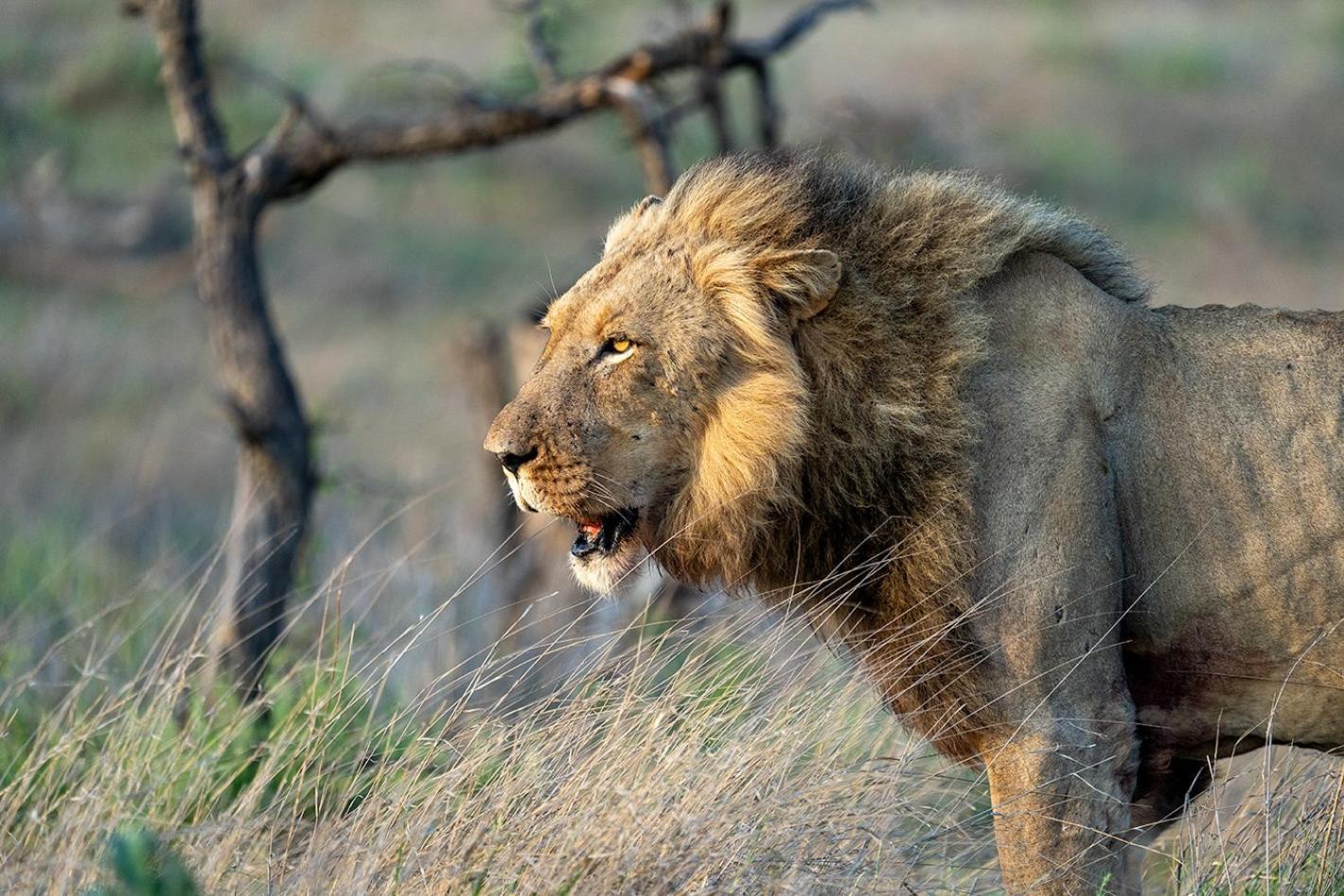 Tomo Safari Lodge Hoedspruit Buitenkant foto