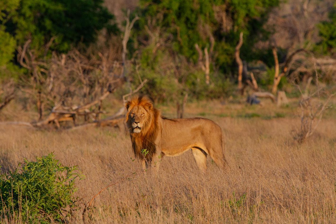 Tomo Safari Lodge Hoedspruit Buitenkant foto