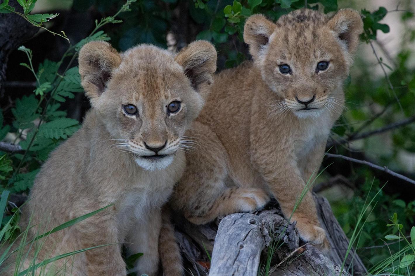Tomo Safari Lodge Hoedspruit Buitenkant foto