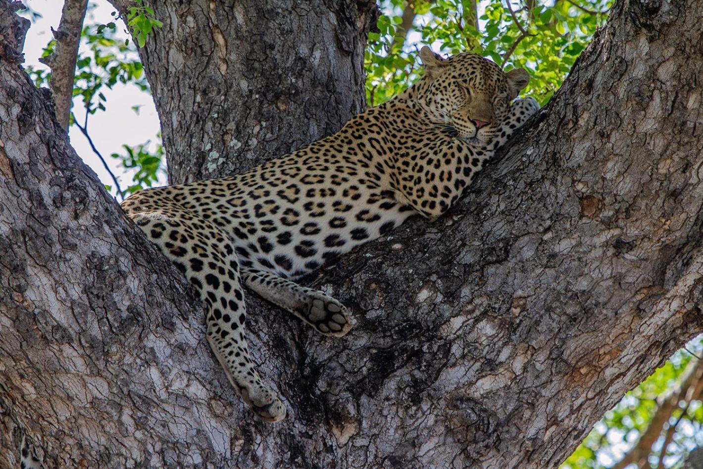 Tomo Safari Lodge Hoedspruit Buitenkant foto