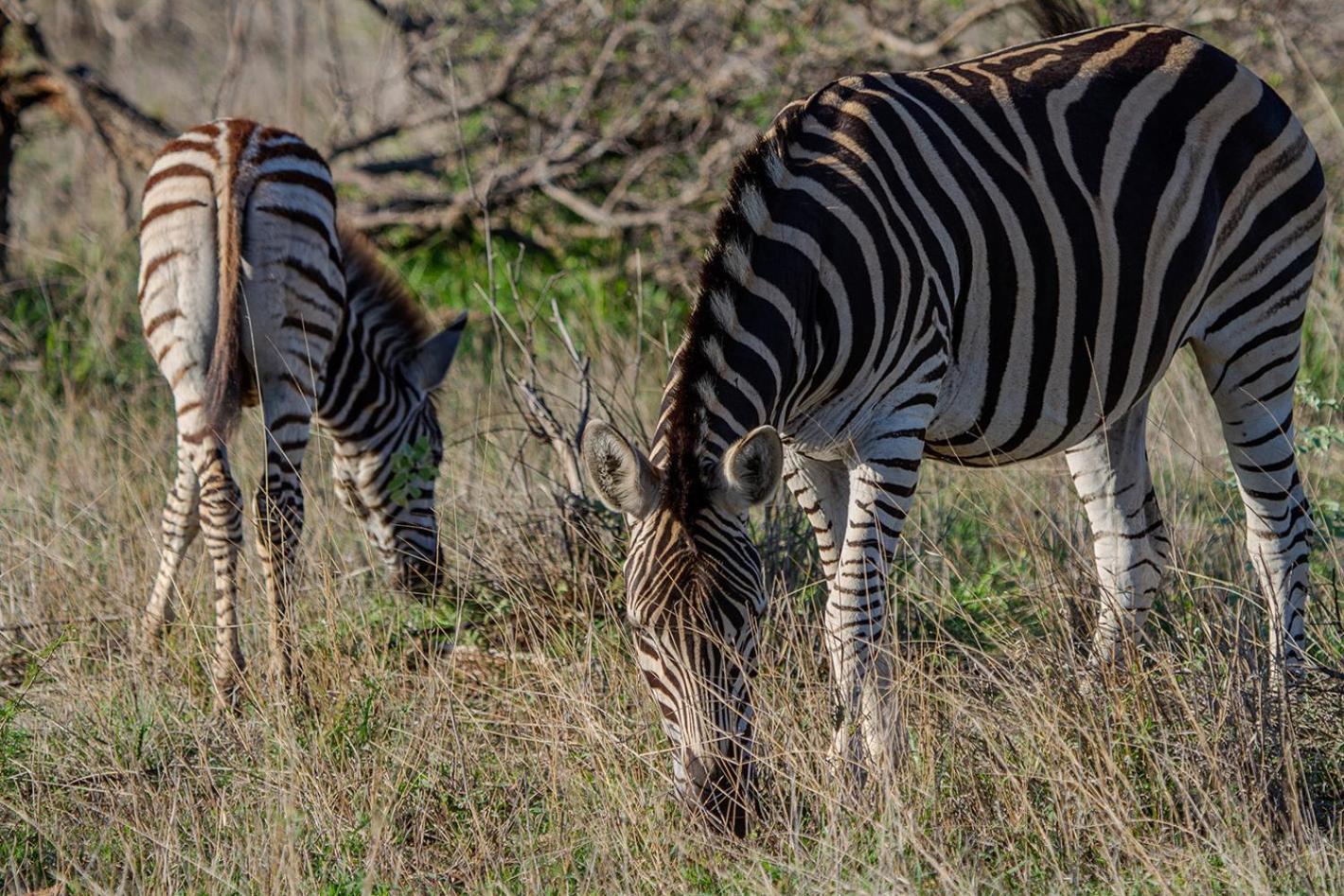 Tomo Safari Lodge Hoedspruit Buitenkant foto